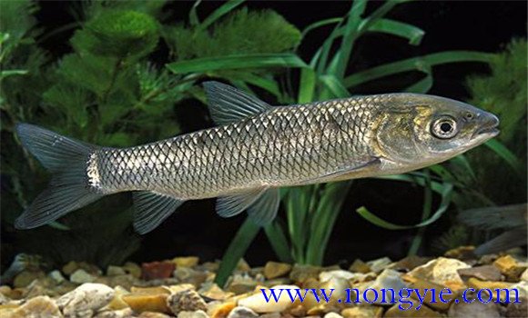 四大家魚(yú)養殖技術(shù)要點(diǎn)