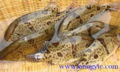 鱖魚(yú)的種類(lèi)有哪些?常見(jiàn)的鱖魚(yú)的飼養方式簡(jiǎn)介