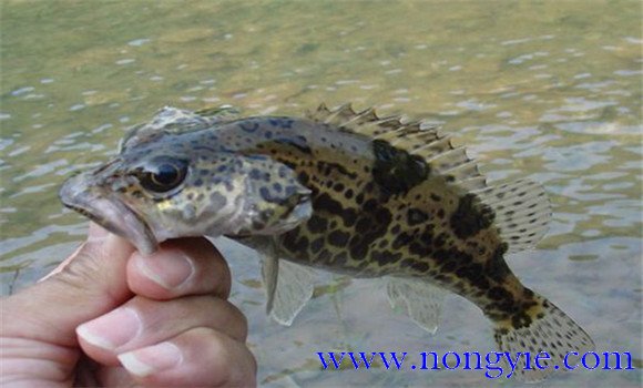 常見(jiàn)的鱖魚(yú)的飼養方式