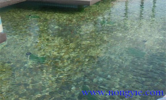 精養魚(yú)池怎樣建造