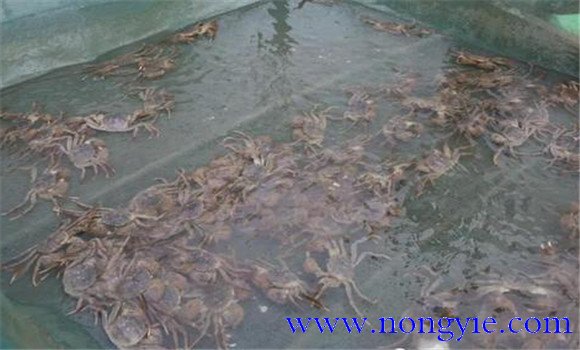 暫養蟹發(fā)病死亡的原因