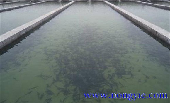羅非魚(yú)苗怎么養