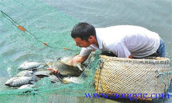 羅非魚(yú)的飼養管理