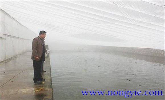 羅非魚(yú)越冬期間的飼養管理