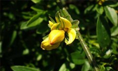 迎春花的養殖方法，迎春花的養殖技術(shù)要點(diǎn)