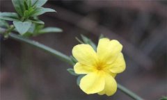 迎春花的生長(cháng)習性