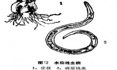 如何防治水仙線(xiàn)蟲(chóng)??？