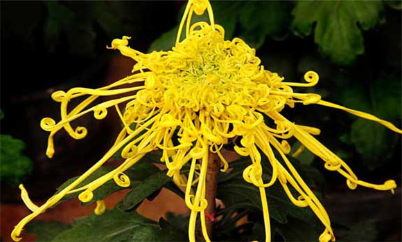 盆栽菊花怎么養才好？