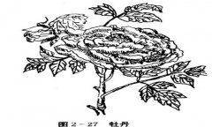 牡丹花的種植方法，如何種植牡丹花