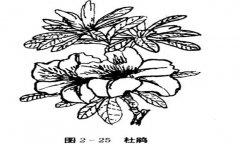 怎樣養杜鵑花，杜鵑花怎么養