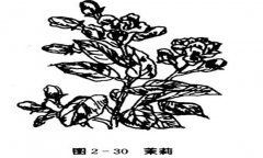茉莉花種植技術(shù)，如何種植茉莉花