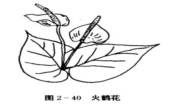 火鶴花怎么養，怎么養火鶴花效果好