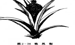艷鳳梨的特性與艷鳳梨的養殖技術(shù)