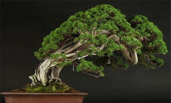 盆景換土時(shí)間、年限、根系處理等方法
