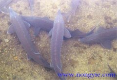 鱘魚(yú)魚(yú)苗怎么培育 鱘魚(yú)魚(yú)苗養殖技術(shù)要點(diǎn)