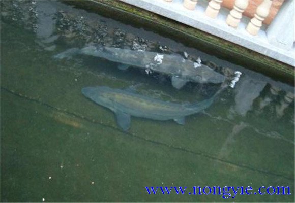 鱘魚(yú)魚(yú)苗養殖技術(shù)要點(diǎn)