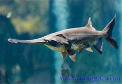 鱘魚(yú)養殖用什么飼料 鱘魚(yú)(匙吻鱘)的養殖方法