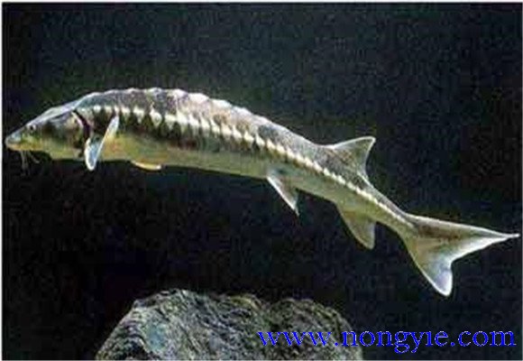 鱘魚(yú)養殖用什么飼料