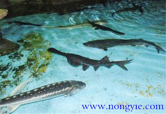 鱘魚(yú)(匙吻鱘)的養殖方法