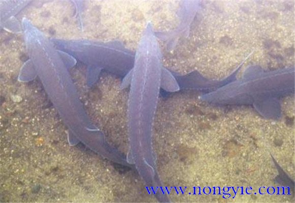鱘魚(yú)池塘養殖條件與設施要求2