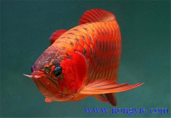 紅龍魚(yú)怎么才能養好