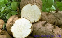 葛根的藥用價(jià)值、食用價(jià)值及其他綜合利用價(jià)值