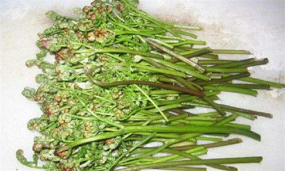 蕨菜的營(yíng)養成分