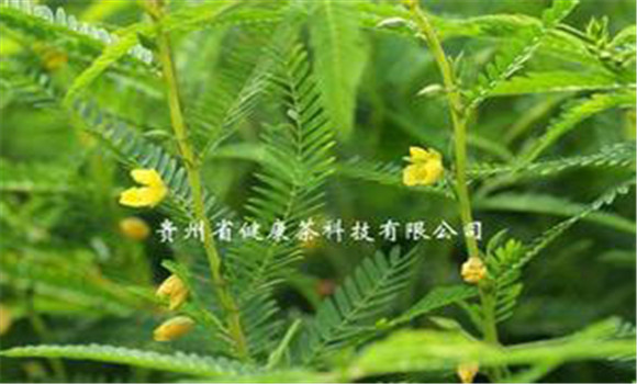 扁豆草栽培技術(shù)，它有何生長(cháng)習性