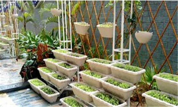 陽(yáng)臺菠菜的種植方法和技術(shù)