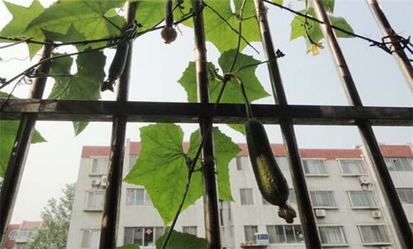 陽(yáng)臺絲瓜種植方法