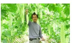 怎樣種植苦瓜，苦瓜種植方法與技術(shù)要點(diǎn)