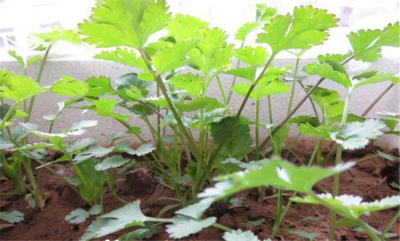 陽(yáng)臺香菜的種植方法，陽(yáng)臺香菜怎么種