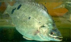石斑魚(yú)是淡水魚(yú)嗎？石斑魚(yú)有哪些種類(lèi)？