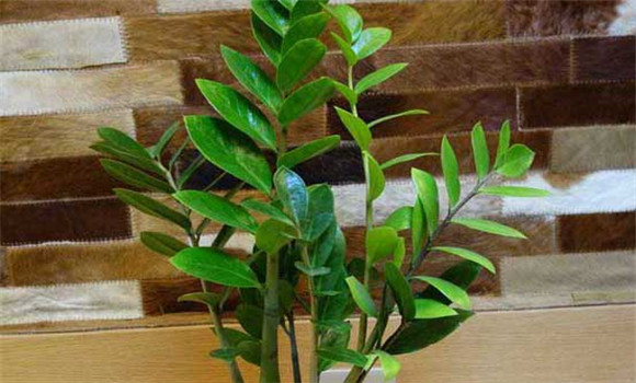 盆栽金錢(qián)樹(shù)怎么養？