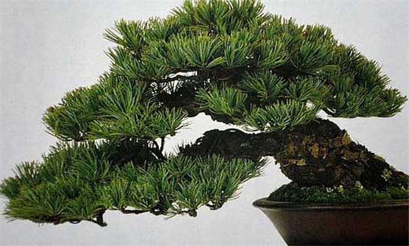 盆栽五針松怎么養？
