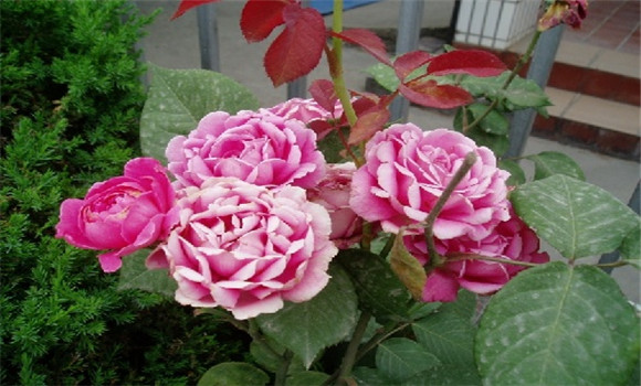 盆栽月季花養殖