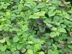 莧菜種植時(shí)間是什么時(shí)候 莧菜對生長(cháng)環(huán)境的要求