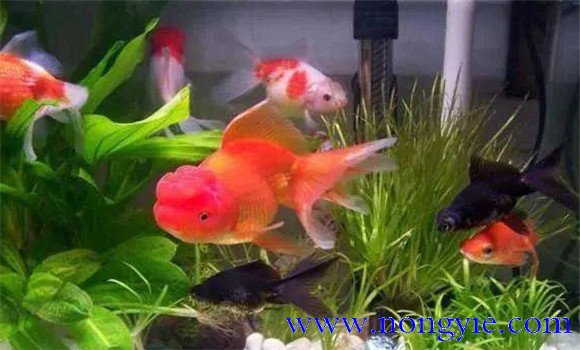家里養魚(yú)多久換一次水