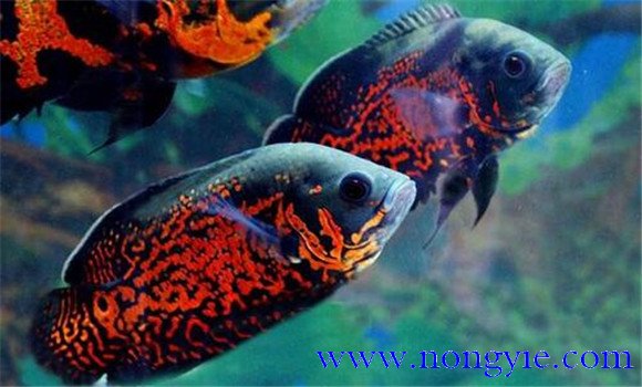 地圖魚(yú)水溫多少合適