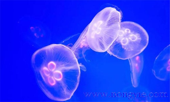 海蜇和水母的區別