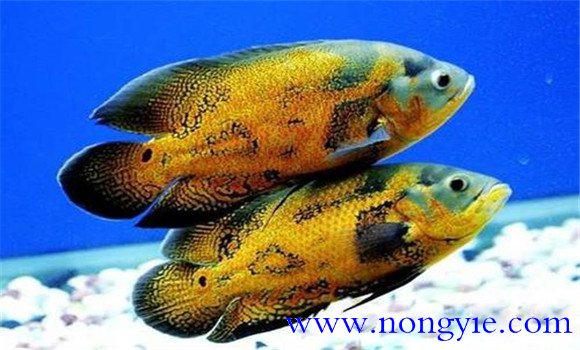 地圖魚(yú)繁殖準備