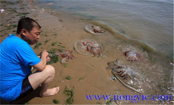 海蜇能蜇死人嗎？