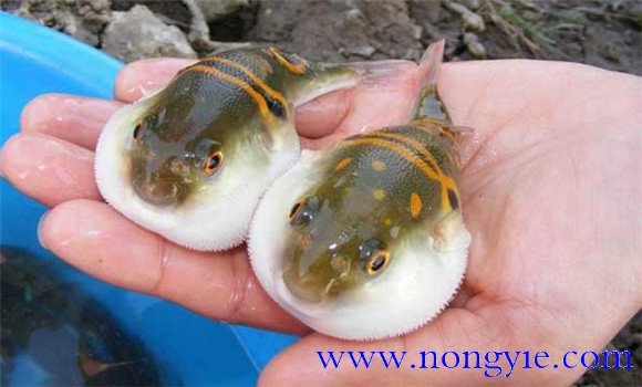 河鲀的養殖環(huán)境要求