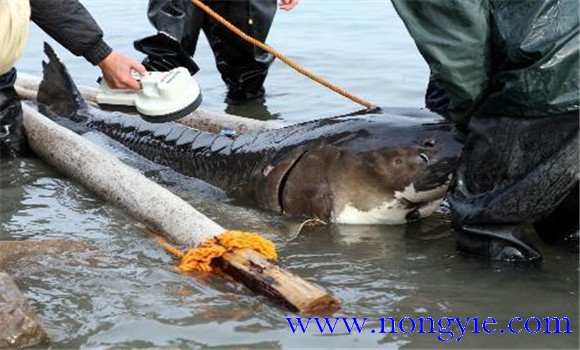正常情況下親魚(yú)的產(chǎn)卵數量