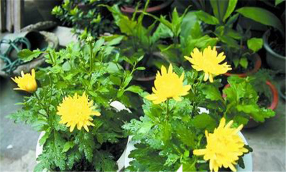 盆栽菊花養護，菊花種植注意事項知多少