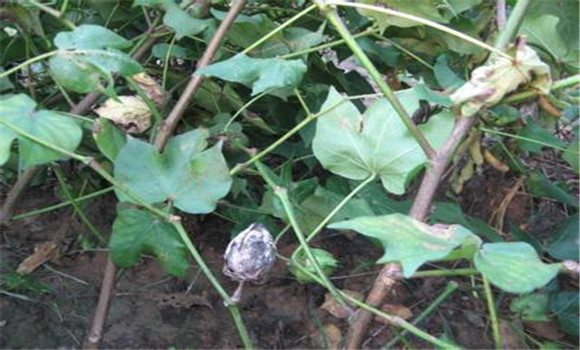 棉花種植中“二次生長(cháng)”的發(fā)生與防治
