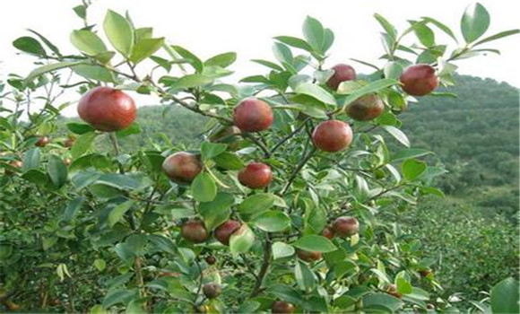 當前油茶種植效益高茶油消費市場(chǎng)好