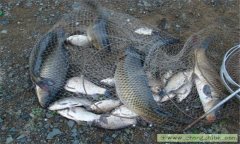 鯉魚(yú)的功效與作用 鯉魚(yú)的營(yíng)養價(jià)值