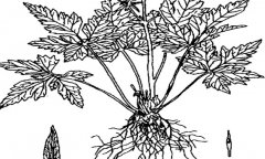 黃連種植多久可以收獲 黃連對生長(cháng)環(huán)境的要求