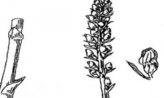 天麻對自然條件的要求 天麻種植環(huán)境和條件簡(jiǎn)介